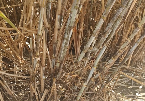 Alagoas corre ‘risco’ de deixar cana no campo na safra 2022/2023