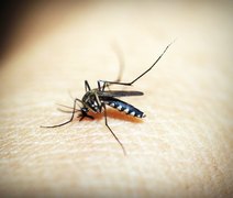 Casos de dengue disparam em Maceió e Alagoas; saiba onde procurar atendimento médico
