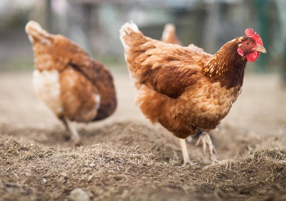 Ministério da Agricultura confirma primeiro foco de influenza em ave de produção caseira
