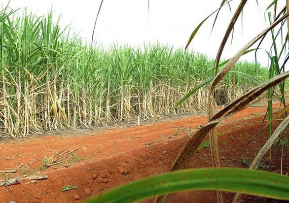 Produção nacional de cana tem impacto diante das condições climáticas