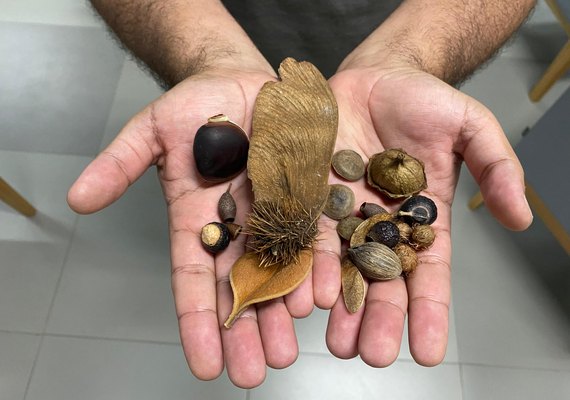 Alagoas Mais Verde: projeto incentiva a arborização através de doações de mudas