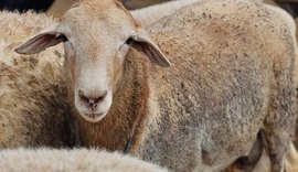 Cooperfal aposta na ovinocultura para produção de cordeiros de qualidade em AL