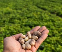 Cooperativa ﻿aposta no cultivo do amendoim no agreste alagoano