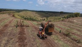 Safra de cana de Alagoas terá crescimento de mais de 16%