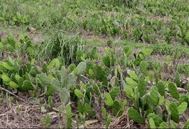 Paulo Amaral aposta em técnica nutricional para aumento de produção