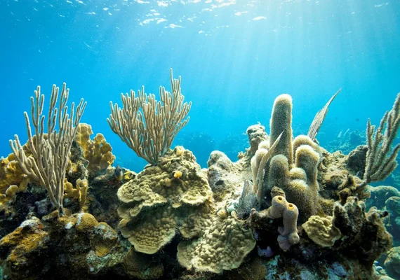 Corais demonstram que El Niño está mais frequente e intenso em estudo