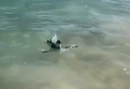 Vídeo: Pinguim é visto nadando entre banhistas em praia do Rio de Janeiro