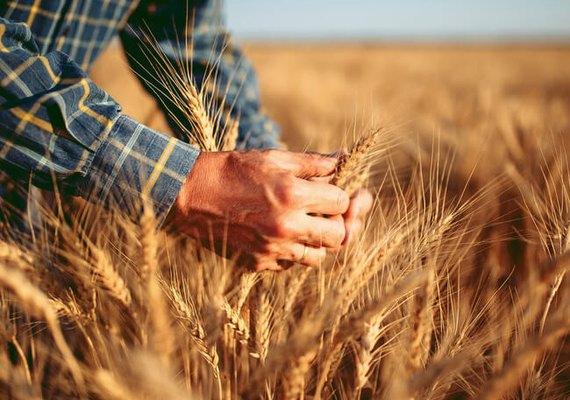 Exportações de trigo do Brasil crescem em janeiro de 2024