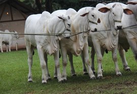 20º Leilão Nelore Positivo compartilha seleção genética CMPF