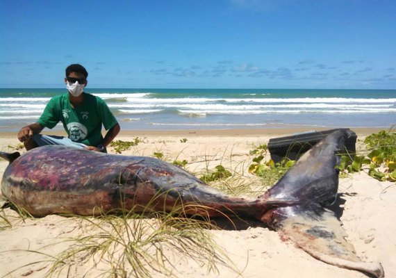 Baleia é encontrada morta em praia da cidade de Coruripe
