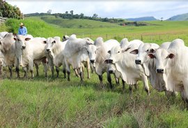 Nelore SMP enfatiza qualidade técnica e genética de touros melhoradores