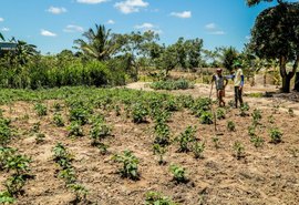 Produtos da agricultura familiar de Penedo vencem chamada pública do Ifal