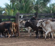 Alagoas terá R$ 850 milhões do Plano Safra 2024/2025 pelo Banco do Nordeste