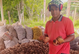 Cooperativa da agricultura familiar exporta 228 toneladas de coco de piaçava para o Egito