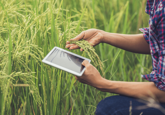 Plataforma reúne soluções completas no agronegócio
