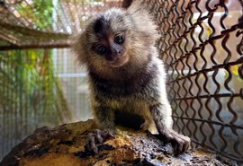 Confira as orientações sobre o contato humano com saguis