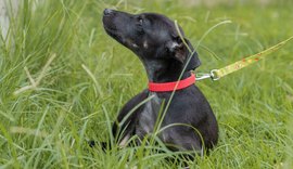 Feira de Adoção será realizada na Rua Aberta neste domingo (17)
