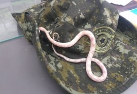 Cobra originária dos Estados Unidos é encontrada em ônibus
