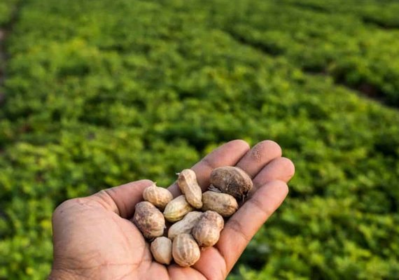 Cooperativa ﻿aposta no cultivo do amendoim no agreste alagoano