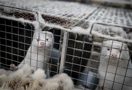 OMS afirma que seis países reportaram casos de Covid-19 em visons