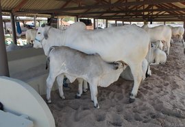 ACA reforça programação da Expoagro
