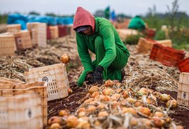 Proposta que permite trabalhador safrista receber Bolsa Família avança na Câmara