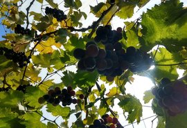 Família produtora de frutas reinventa os negócios na pandemia