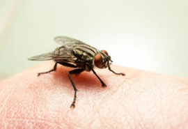 Virose da mosca: saiba como identificar e prevenir a doença