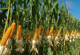 Preço do milho tem alta e preocupa produtores alagoanos