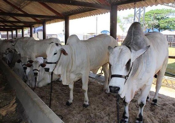 Expoagro/AL tem programação para todo setor