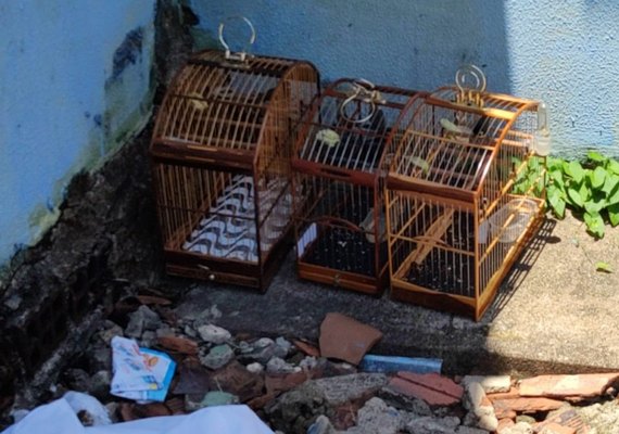 Ação da PM, PF e IBAMA flagra anilhas adulteradas e falsificadas em Torneio de Canto de Pássaros