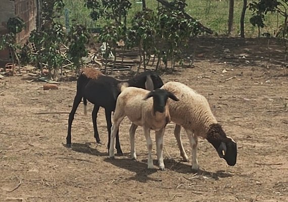 Mortes de animais sem sangue assustam comunidade em Alagoas