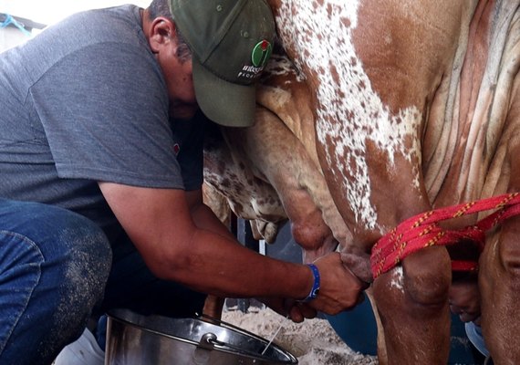Raça Gir Leiteiro protagoniza primeiro Torneio Leiteiro da Expoagro Alagoas