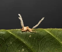 Pesquisadores encontram nova espécie de fungo 'zumbi' em aranhas brasileiras