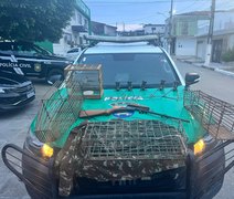 PM apreende arma de fogo e mais de cem animais silvestres em Alagoas