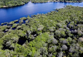 Alertas de desmatamento na Amazônia caem 35% em junho de 2026