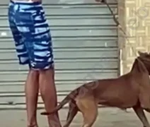 Homem que instigou pitbull a matar gato tem prisão revogada