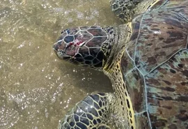 Tartaruga-verde é encontrada com crânio esmagado no Litoral de Alagoas