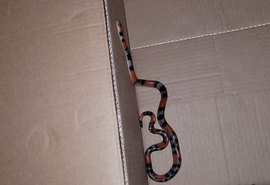 Cobra é encontrada dentro de residência em São Miguel dos Campos