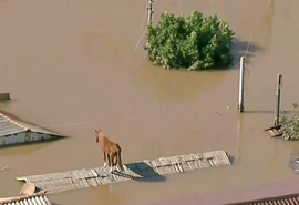 Vídeo: Cavalo fica ilhado em cima do telhado de casa no RS