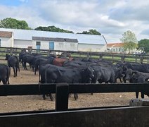 Embrapa avalia temperamento de bovinos da raça Brangus