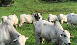 1º Mega Touros promete converter genética nelore em lucratividade