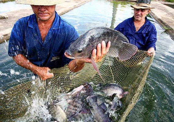 Pescadores recebem benefício com isenção de ICMS no diesel para embarcações