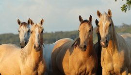 6º Alagoas Quarter Horse enaltece produção QM de Alagoas