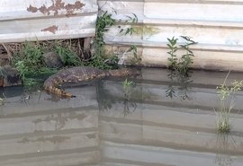 Jacaré é encontrado em estação ferroviária em Bebedouro