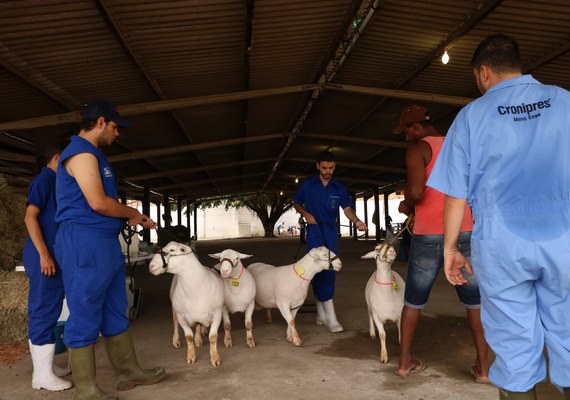 Exposição Nordestina incentiva criação de ovinos em AL