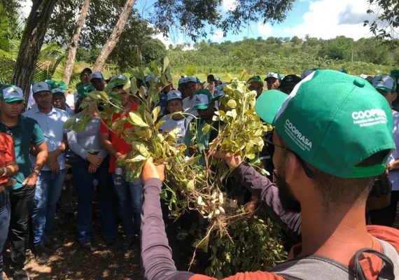Unicafes-AL e Copagriss promovem Dia de Campo voltado para cultura da mandioca