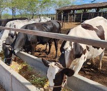 Produtores de leite de Alagoas aumentam produtividade com inovação no campo