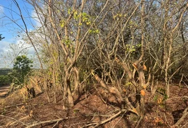 IMA/AL autua Norcon por destruição em Sítio Merenda da família Vieira