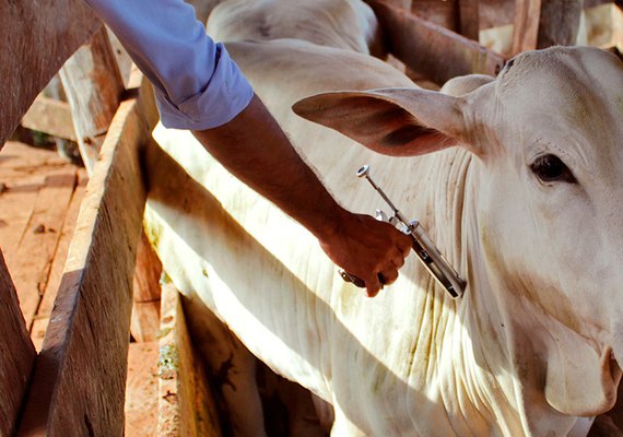 ﻿Aftosa: Alagoas alcança índice de cobertura vacinal de 94,7%